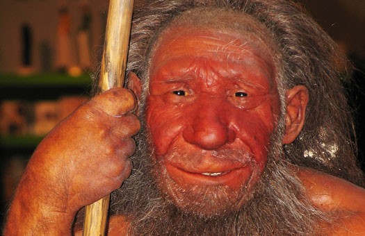    Homo neanderthalensis
